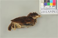 藏品(麻雀)的圖片